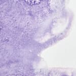 Ultramarine Violet